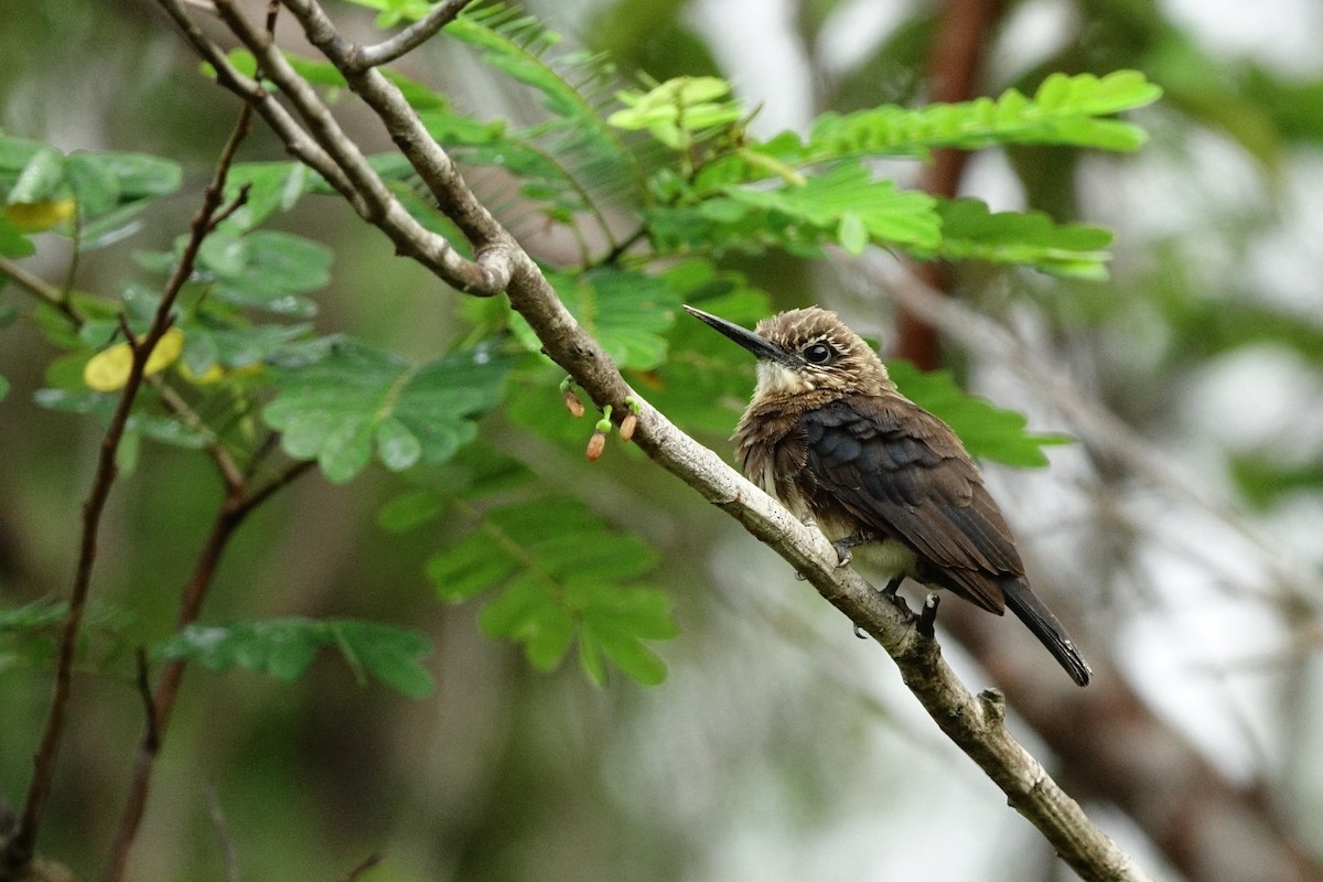 Brown Jacamar - ML498716241