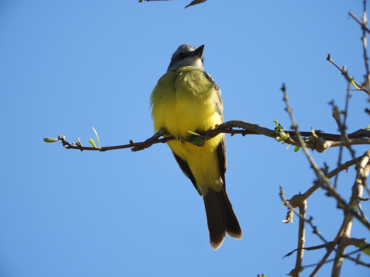 Tropical Kingbird - Silvia Enggist