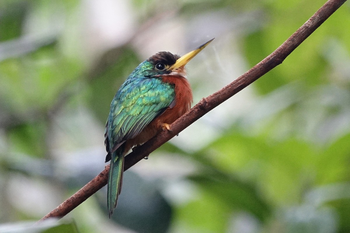 Yellow-billed Jacamar - ML498716401