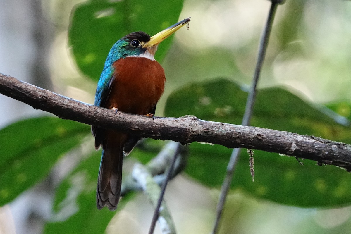 Yellow-billed Jacamar - ML498716411