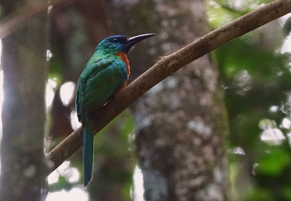 Great Jacamar - ML498716771