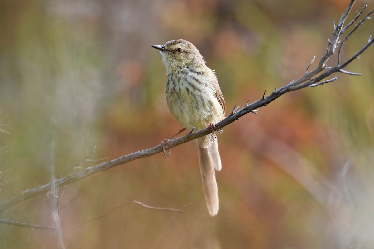 Karoo Prinia - Regard Van Dyk