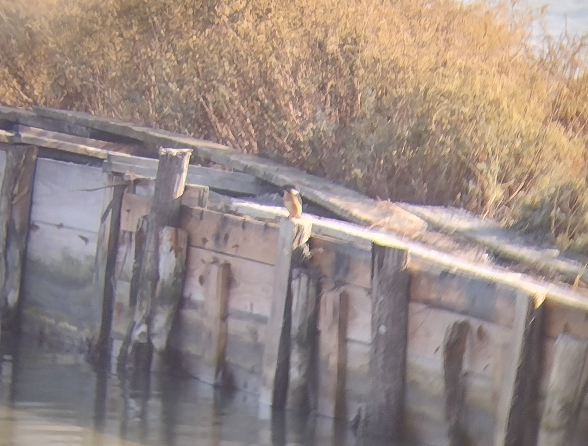 Common Kingfisher - ML498717411