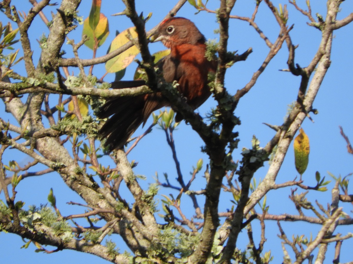 Red-crested Finch - ML498717421