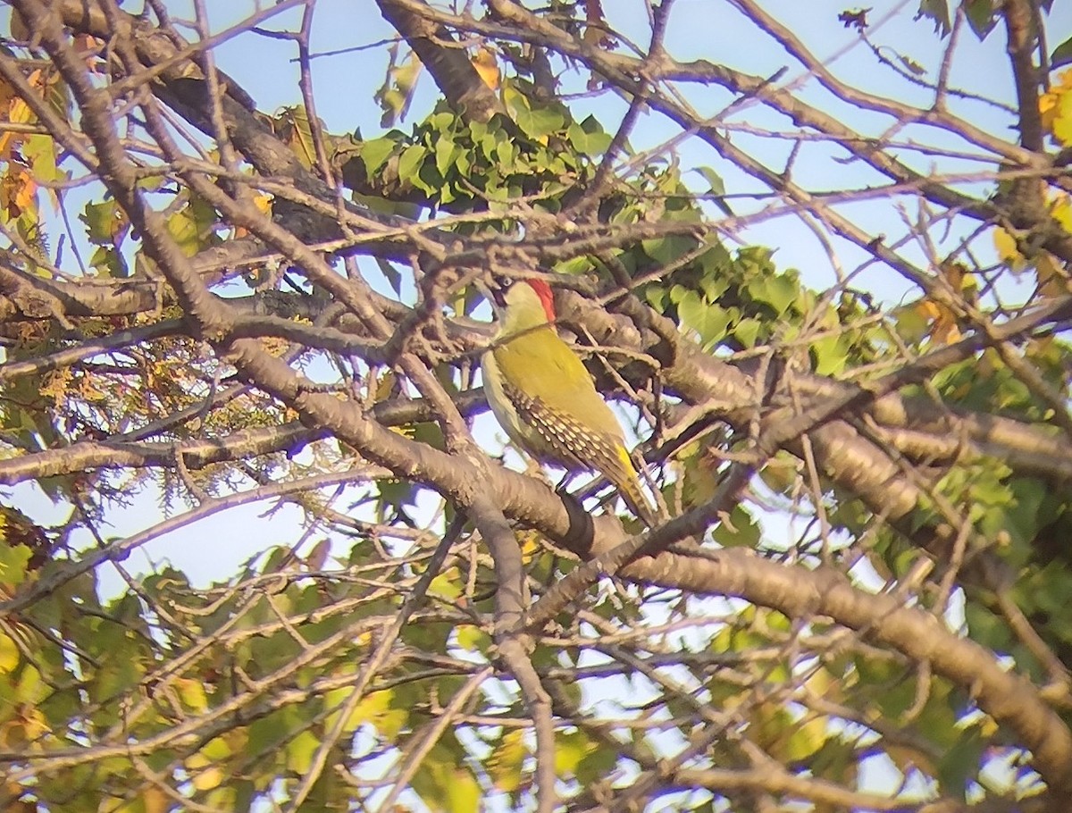 Eurasian Green Woodpecker - Lars Mannzen