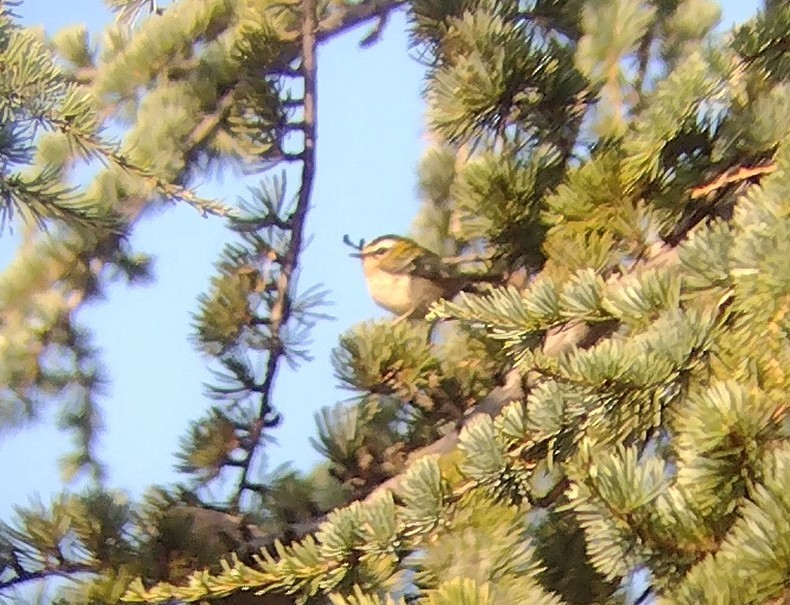 Common Firecrest - ML498718701