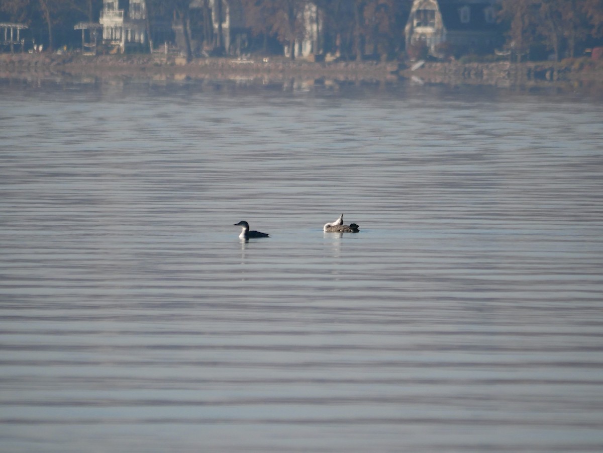 Plongeon huard - ML498718791