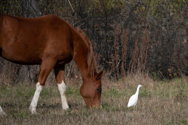 Western Cattle-Egret - ML498718831