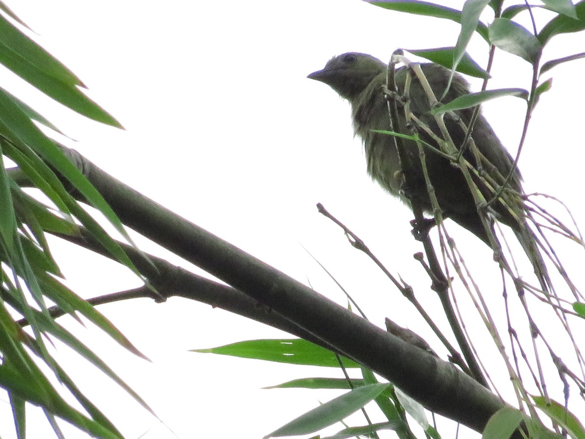 Palm Tanager - ML498719101