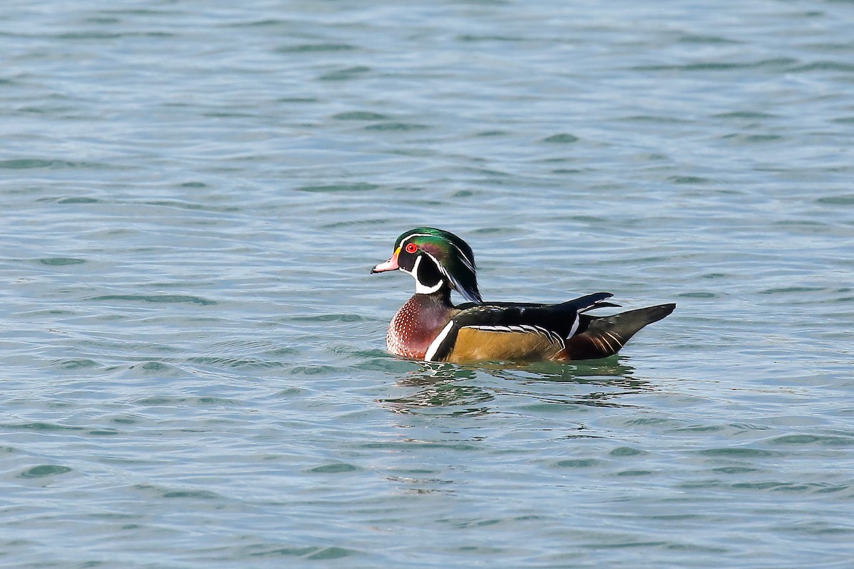 Wood Duck - ML498719651