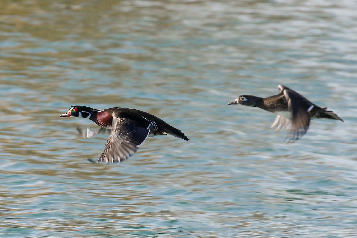 Wood Duck - ML498719671