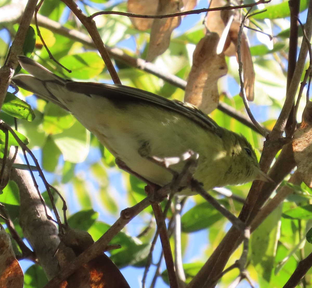 Bay-breasted Warbler - Jay Desgrosellier