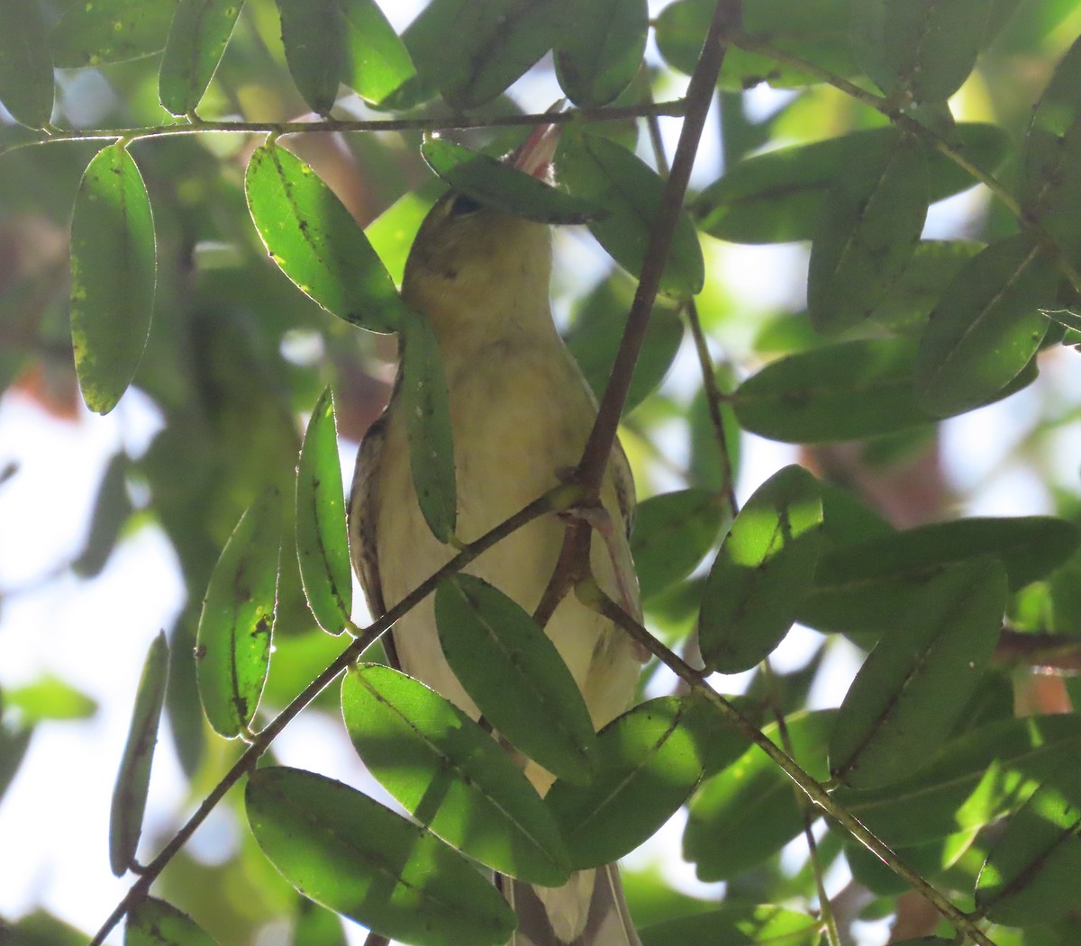 Bay-breasted Warbler - Jay Desgrosellier