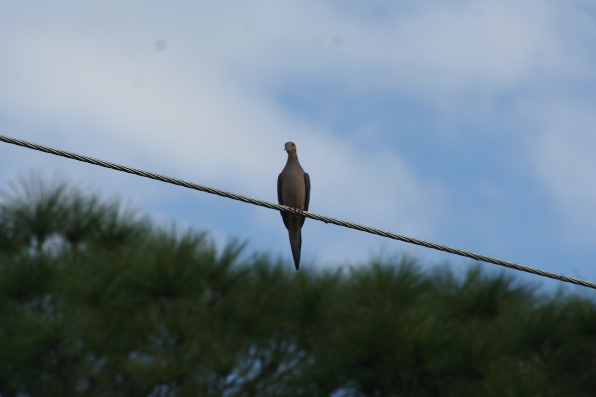 Mourning Dove - ML49872011