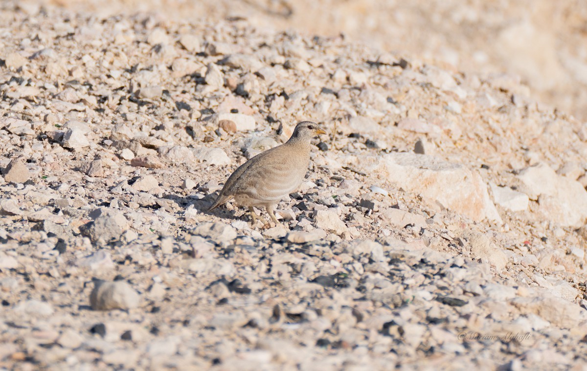 Sand Partridge - ML498720401