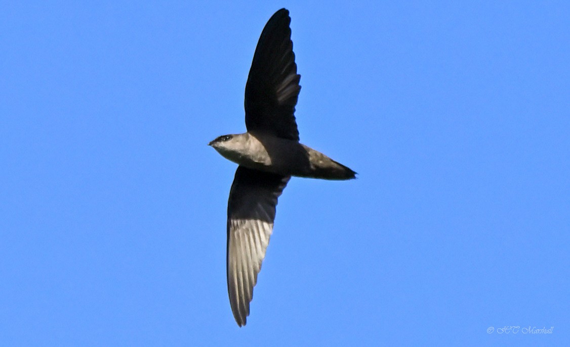 Chimney Swift - ML498721471