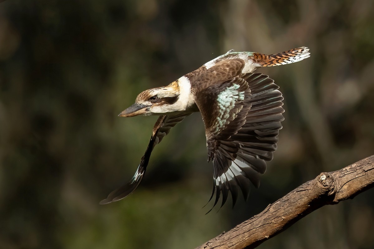 Laughing Kookaburra - ML498721691