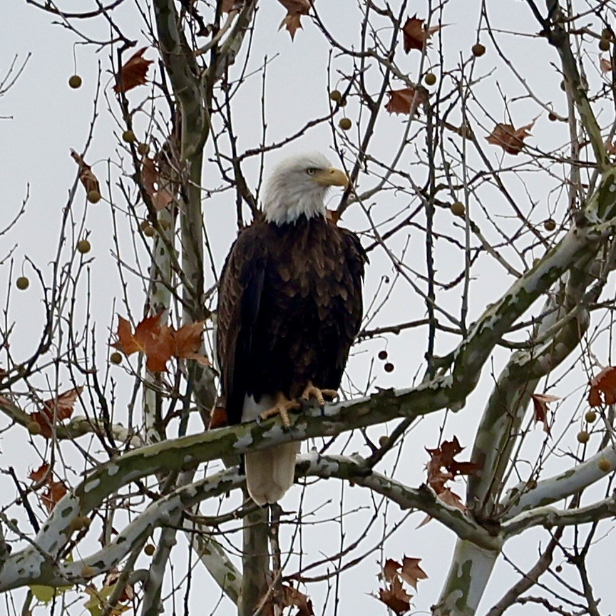 Bald Eagle - ML498723571