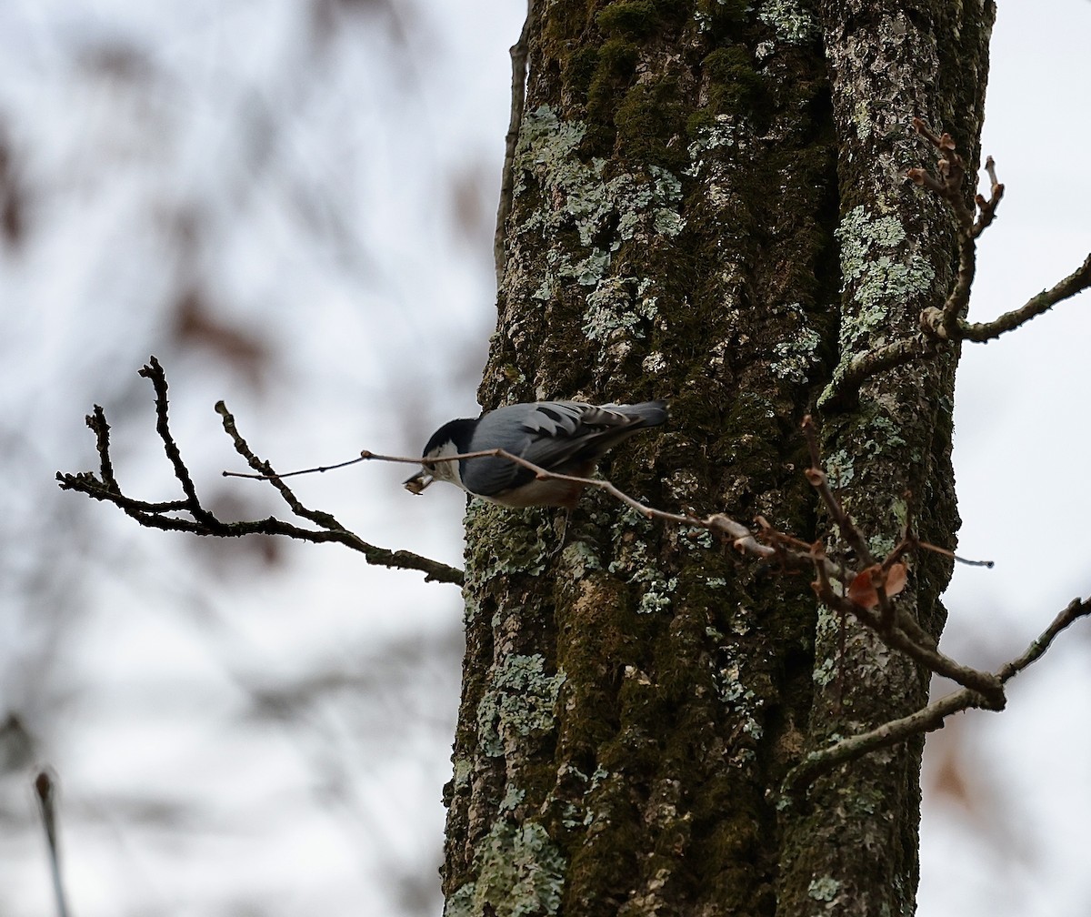 White-breasted Nuthatch - ML498723841