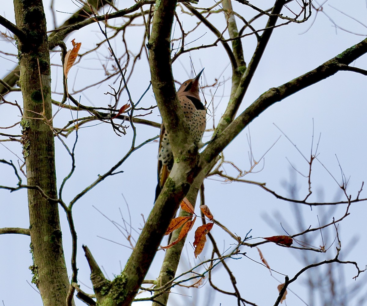 Northern Flicker - Julie Morgan