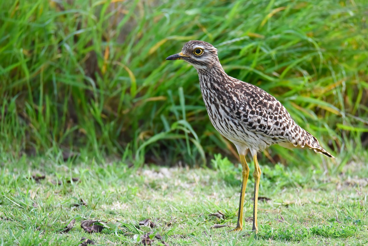Spotted Thick-knee - ML498725421