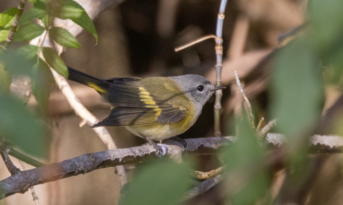 American Redstart - ML498725751