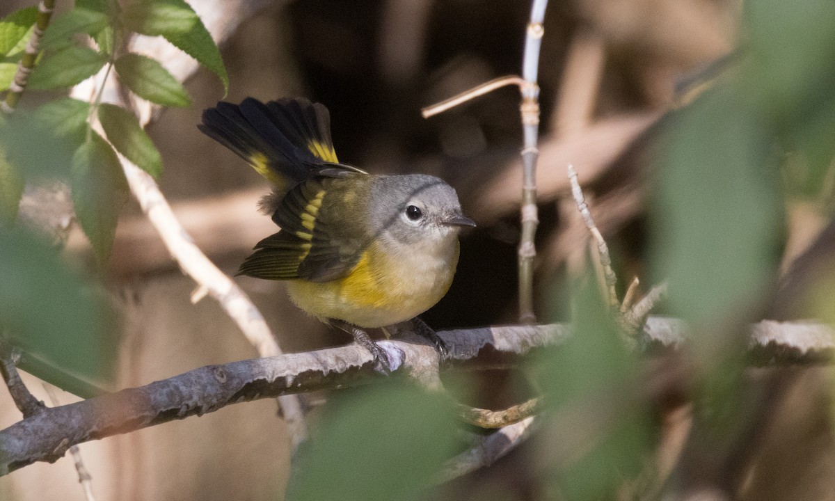 American Redstart - ML498725761