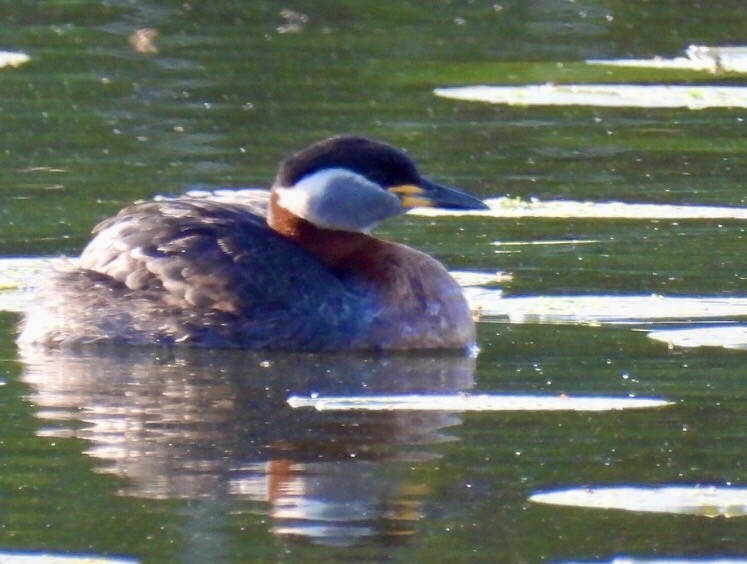 Red-necked Grebe - ML498726171