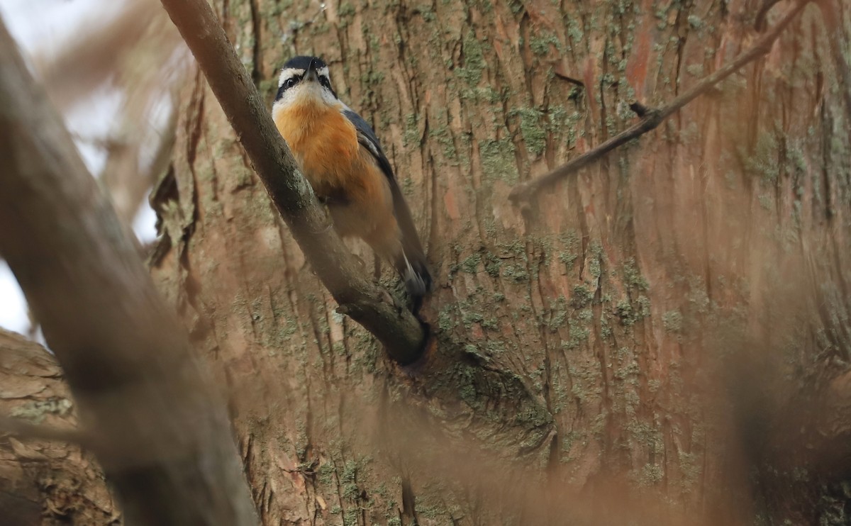 Red-breasted Nuthatch - ML498728311