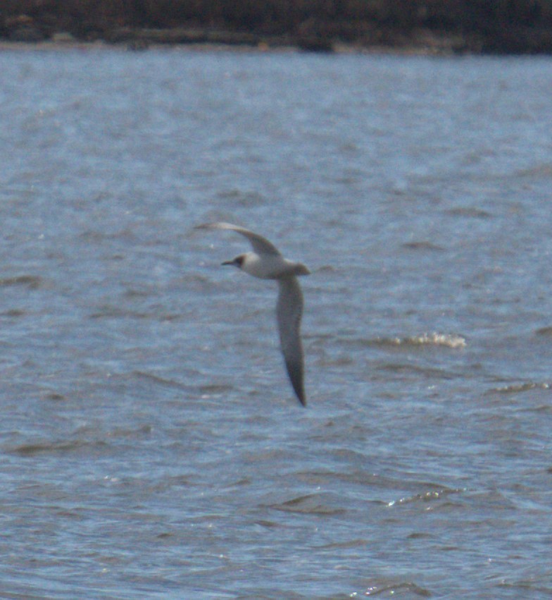 Mouette de Franklin - ML498728971