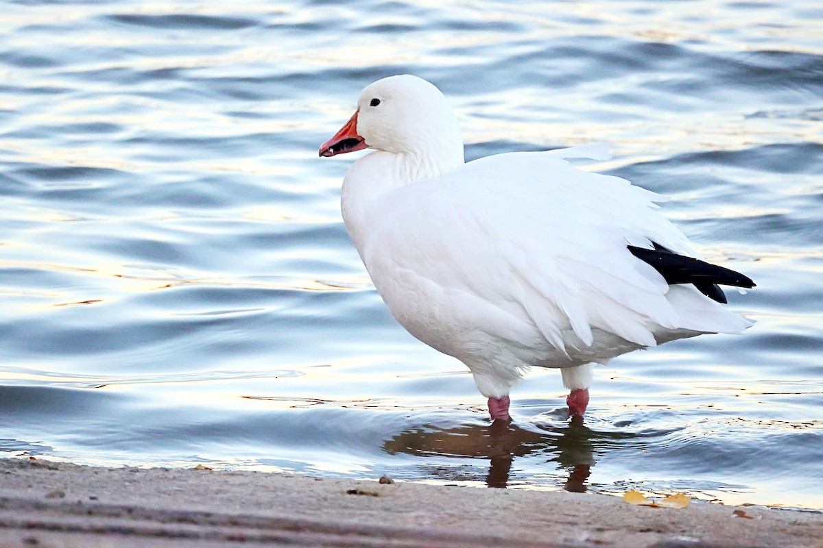 Snow Goose - ML498733431