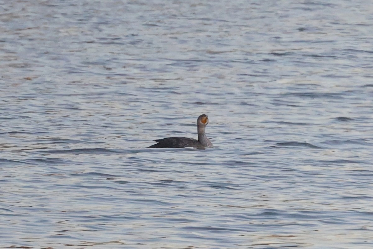 Double-crested Cormorant - ML498733961