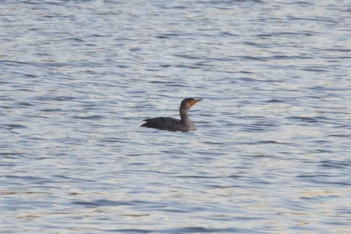 Double-crested Cormorant - ML498733971