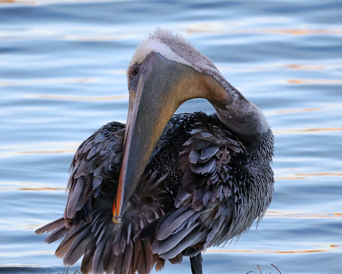 Brown Pelican - ML498734381