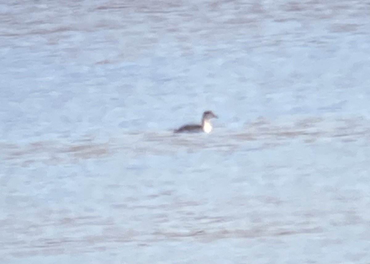 Red-necked Grebe - ML498735931