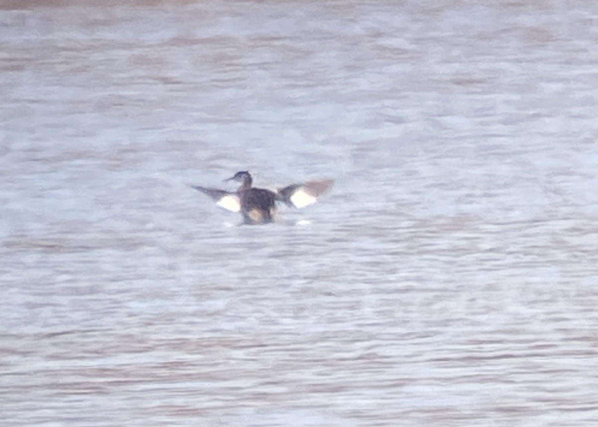 Red-necked Grebe - ML498735951