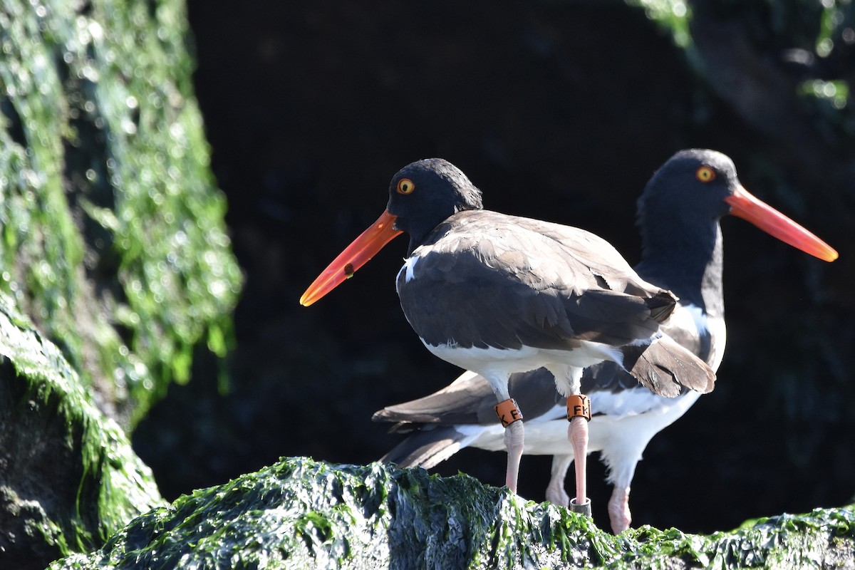 American Oystercatcher - ML498737711