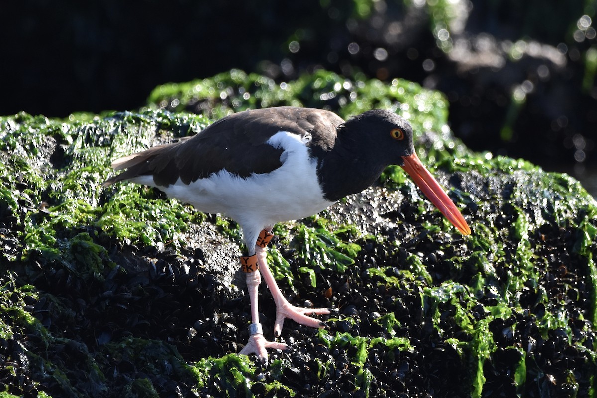 American Oystercatcher - ML498737721