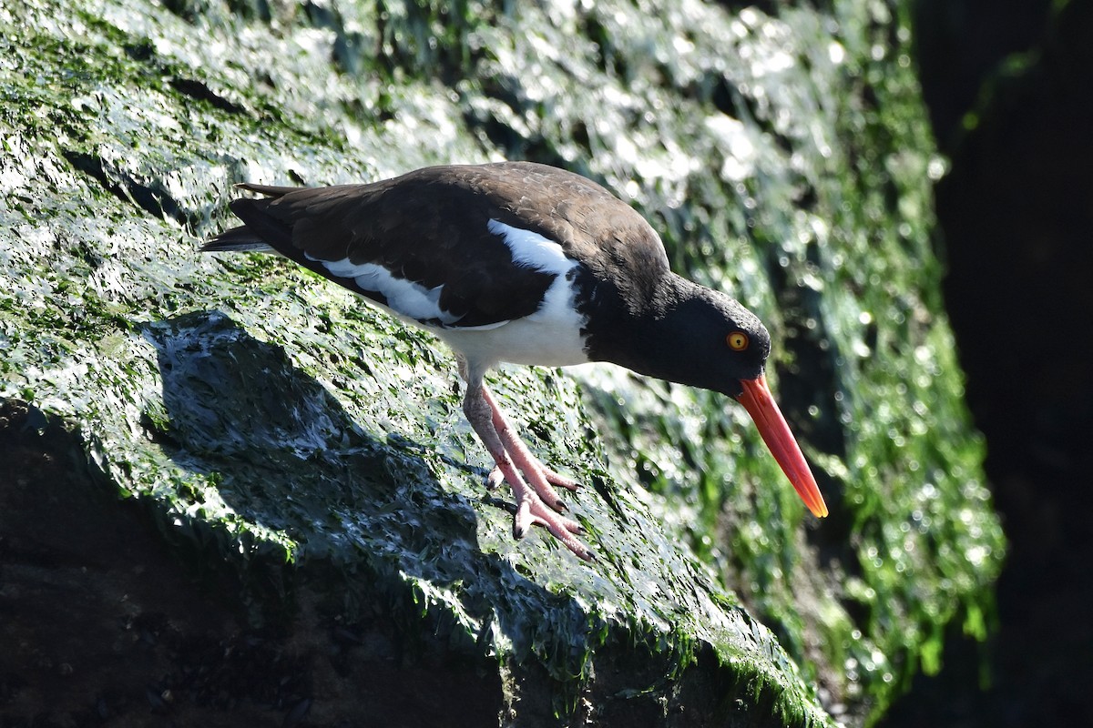 American Oystercatcher - ML498737741