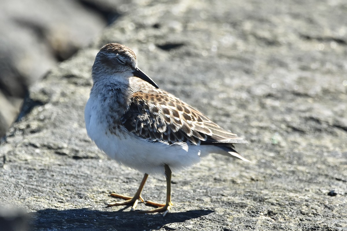 Least Sandpiper - Julien Amsellem