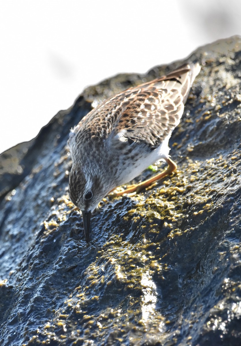 Least Sandpiper - ML498738621