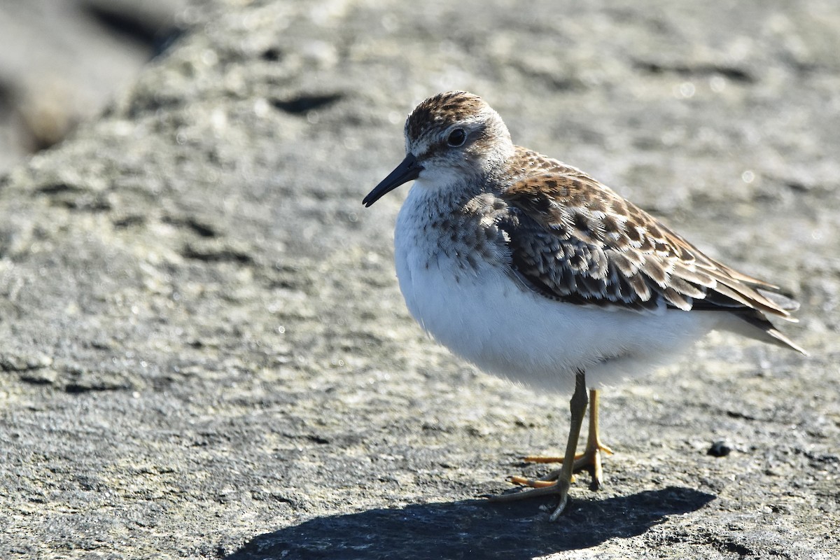 Least Sandpiper - ML498738641