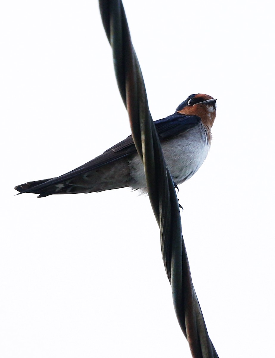 Pacific Swallow - ML498739391