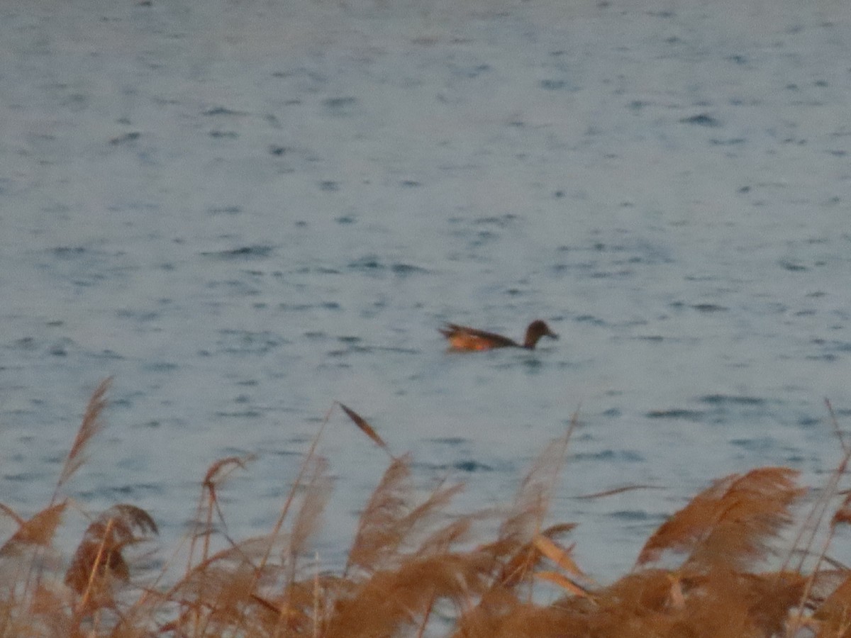 Eurasian Wigeon - ML498739731