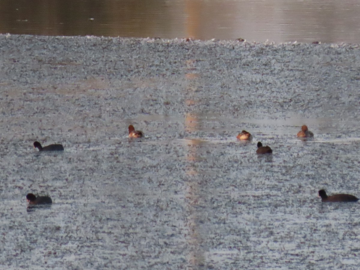 Eurasian Wigeon - ML498739741