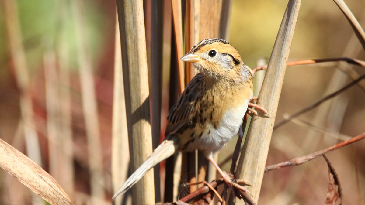 LeConte's Sparrow - Zach DeBruine