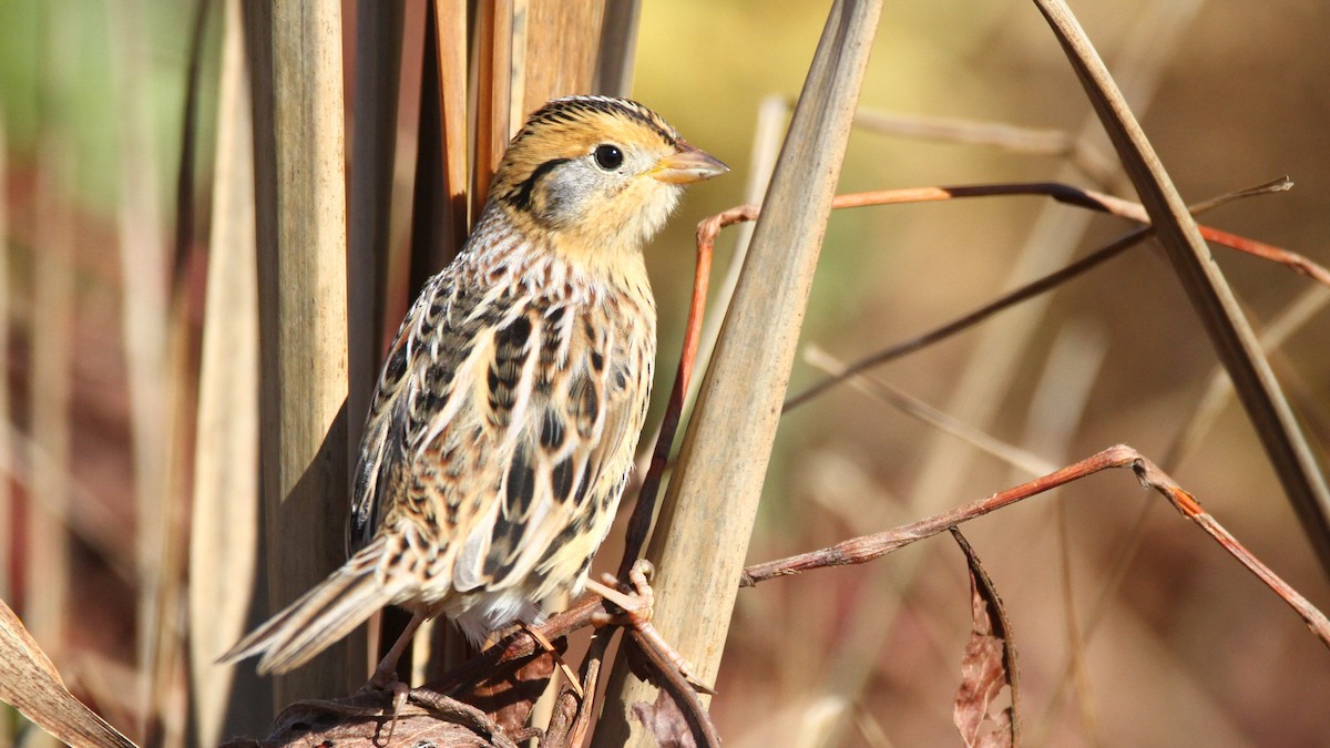 LeConte's Sparrow - Zach DeBruine