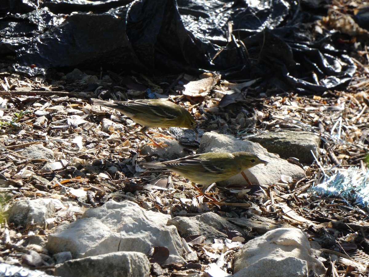 Blackpoll Warbler - ML498741141