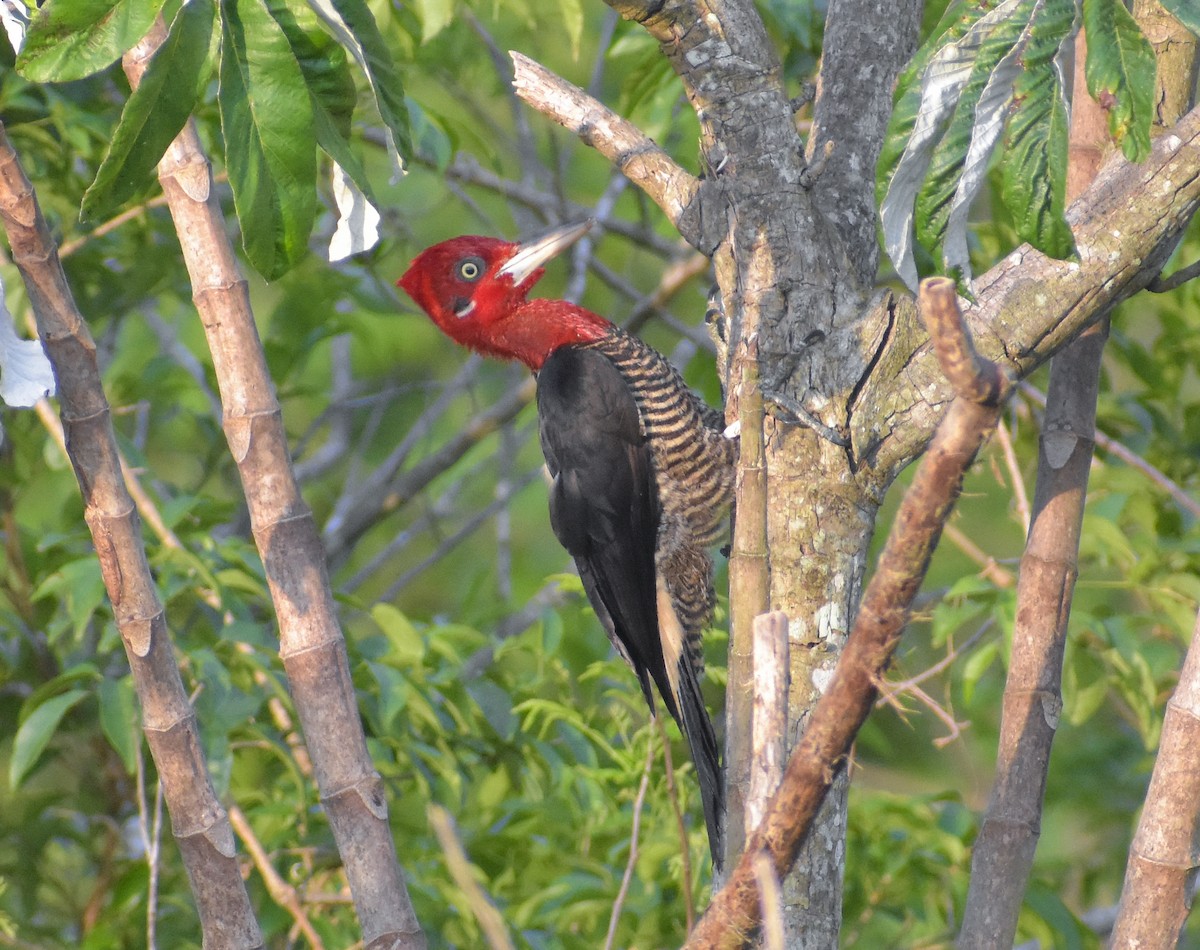 Robust Woodpecker - José Maria Paredes