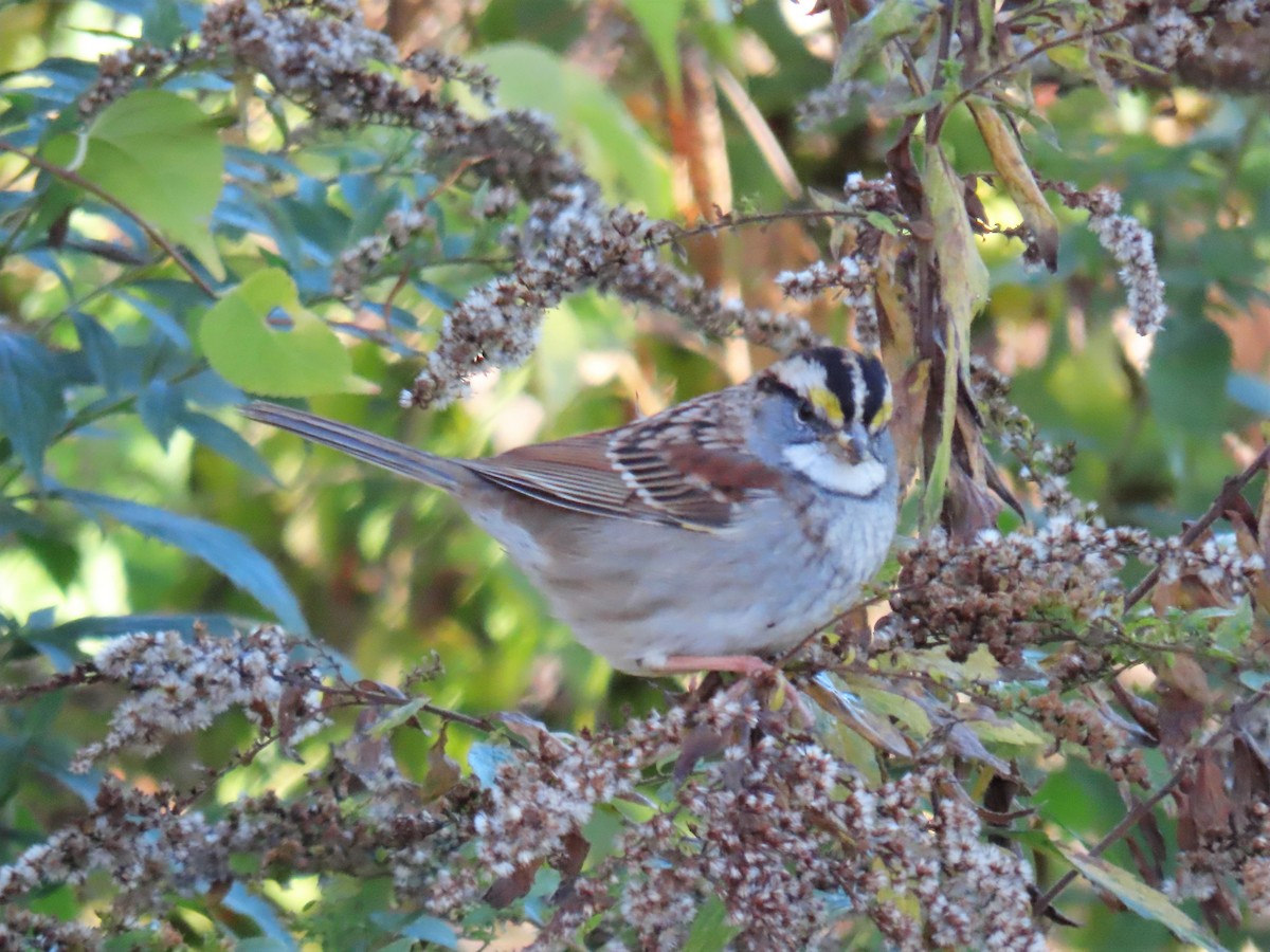 White-throated Sparrow - ML498741791